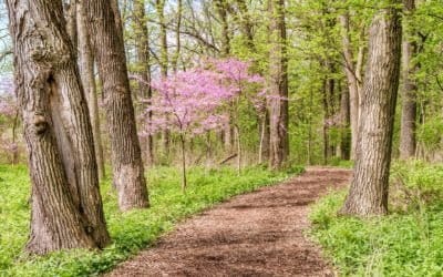 Märkliga tider - Corona